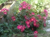 Candia Meillandecor Candia Meillandecor