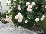 Madame Anisette ® Madame Anisette ®