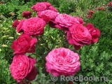 Johann Wolfgang von Goethe Rose® Johann Wolfgang von Goethe Rose®