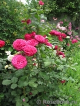 Johann Wolfgang von Goethe Rose® Johann Wolfgang von Goethe Rose®