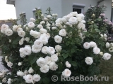 Madame Anisette ® Madame Anisette ®