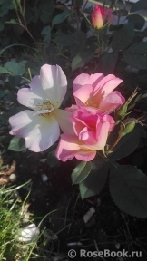 Alexandra Rose, The Alexandra Rose, The