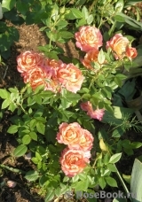 Briosa ® Briosa ®