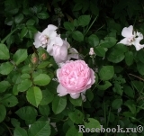 Redoute Redoute