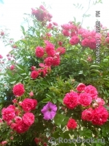 Excelsa Excelsa
