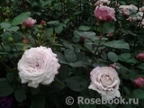 Kordes' Rosenfaszination ® Kordes' Rosenfaszination ®