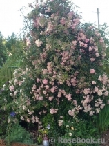 Apple Blossom_1GALA Apple Blossom_1GALA