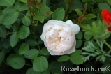Generous Gardener, The Generous Gardener, The