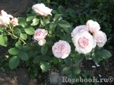 Claire Rose Claire Rose
