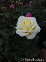 Chopin Chopin