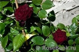Black Baccara Black Baccara