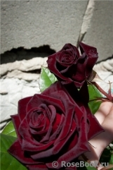 Black Baccara Black Baccara