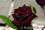 Black Baccara Black Baccara