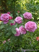 Heidi Klum Rose Heidi Klum Rose