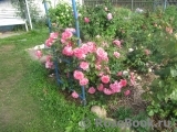 Rosarium Uetersen Rosarium Uetersen