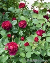 Darcey Bussell Darcey Bussell