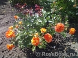Oranges and Lemons Oranges and Lemons