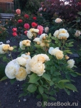 Golden Border Golden Border