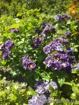 Rhapsody in Blue Rhapsody in Blue