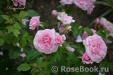 Roseninsel Roseninsel