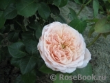 English Garden® English Garden®