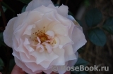 Generous Gardener, The Generous Gardener, The