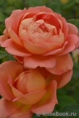 Lady of Shalott Lady of Shalott