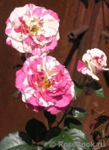 Vanille Fraise ® Vanille Fraise ®