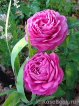 Heidi Klum Rose Heidi Klum Rose