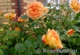 Lady of Shalott Lady of Shalott