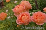 Lady of Shalott Lady of Shalott