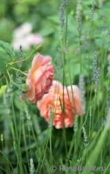 Lady of Shalott Lady of Shalott