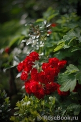 Red Fairy Red Fairy