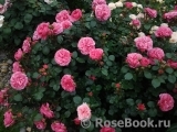 Baronesse Baronesse