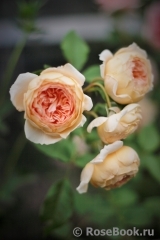 Crown Princess Margareta® Crown Princess Margareta®