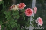 Abraham Darby Abraham Darby