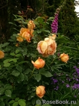 Lady of Shalott Lady of Shalott