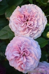 Lavender Ice Lavender Ice