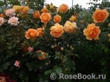 Lady of Shalott Lady of Shalott