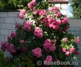 Rosarium Uetersen Rosarium Uetersen