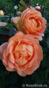 Lady of Shalott Lady of Shalott
