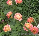 Rose des Cisterciens Rose des Cisterciens