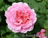 Princess Alexandra of Kent Princess Alexandra of Kent