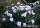 Rosa Belmonte Rosa Belmonte