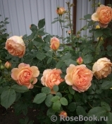 Lady of Shalott Lady of Shalott