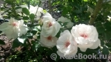 Jacqueline du Pre Jacqueline du Pre