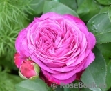 Heidi Klum Rose Heidi Klum Rose