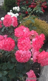 Rosarium Uetersen Rosarium Uetersen