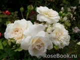 Colonial White