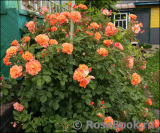 Westerland Westerland